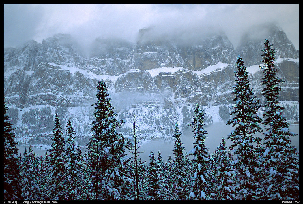 Conifers and steep rock face in winter. Banff National Park, Canadian Rockies, Alberta, Canada