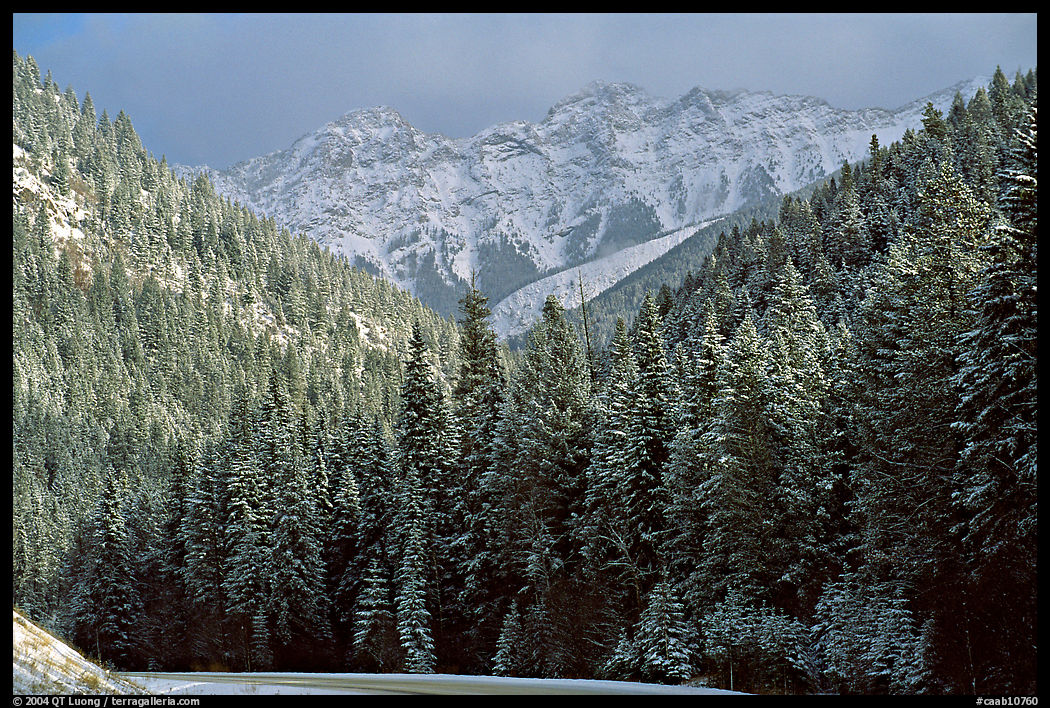 Snowy forest and mountains in storm light seen from the road. Banff National Park, Canadian Rockies, Alberta, Canada