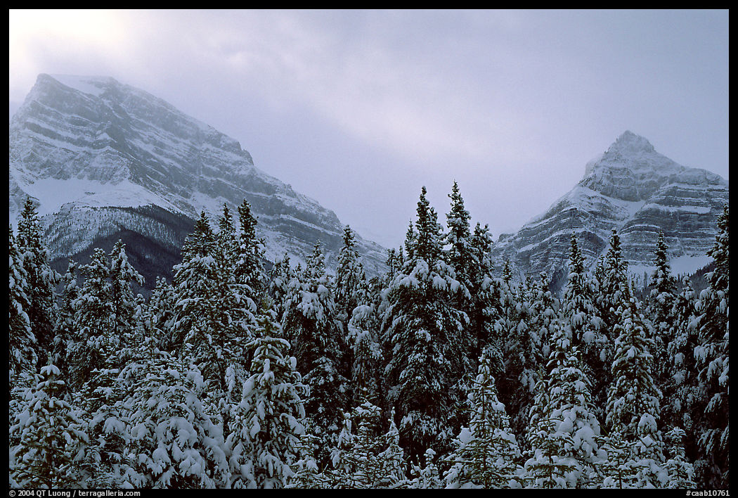 Conifer sand foggy peaks in winter. Banff National Park, Canadian Rockies, Alberta, Canada