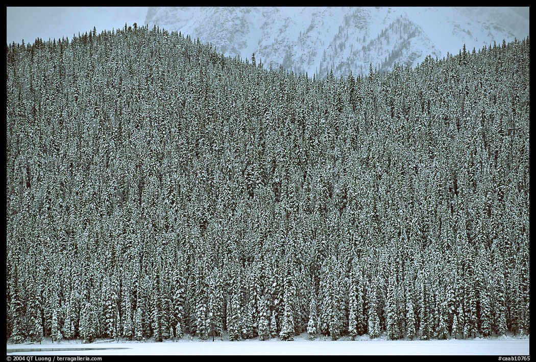Hill with snowy conifers. Banff National Park, Canadian Rockies, Alberta, Canada