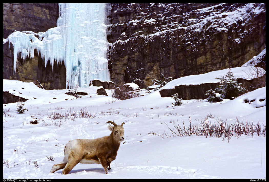 Mountain Goat at the base of a frozen waterfall. Banff National Park, Canadian Rockies, Alberta, Canada