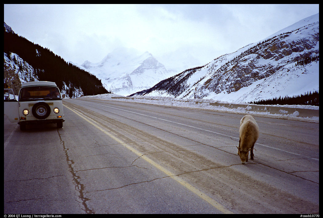 Mountain goat and camper car on Icefields Parway in winter. Banff National Park, Canadian Rockies, Alberta, Canada
