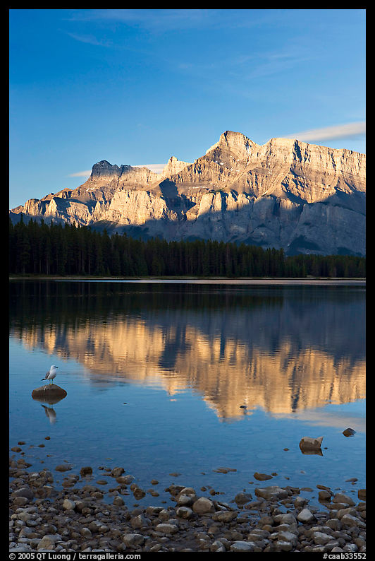 Mount Rundle reflected in Two Jack Lake, early morning. Banff National Park, Canadian Rockies, Alberta, Canada