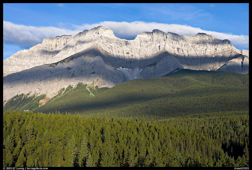 Conifer forest and limestone peaks near Lake Minnewanka, morning. Banff National Park, Canadian Rockies, Alberta, Canada