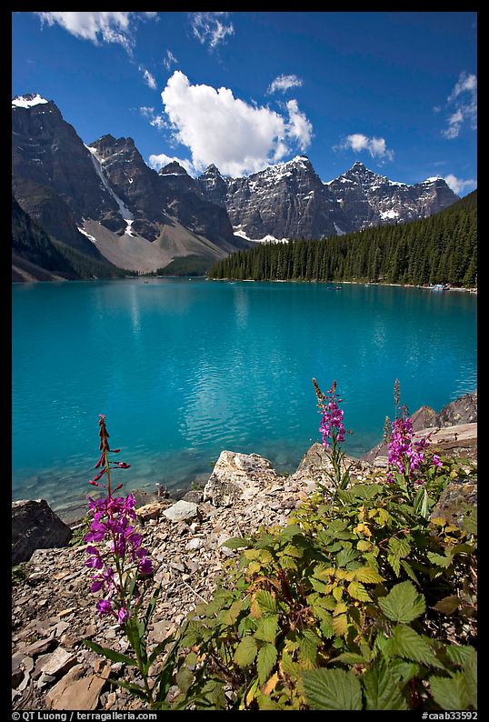 Fireweed and Moraine Lake, late morning. Banff National Park, Canadian Rockies, Alberta, Canada