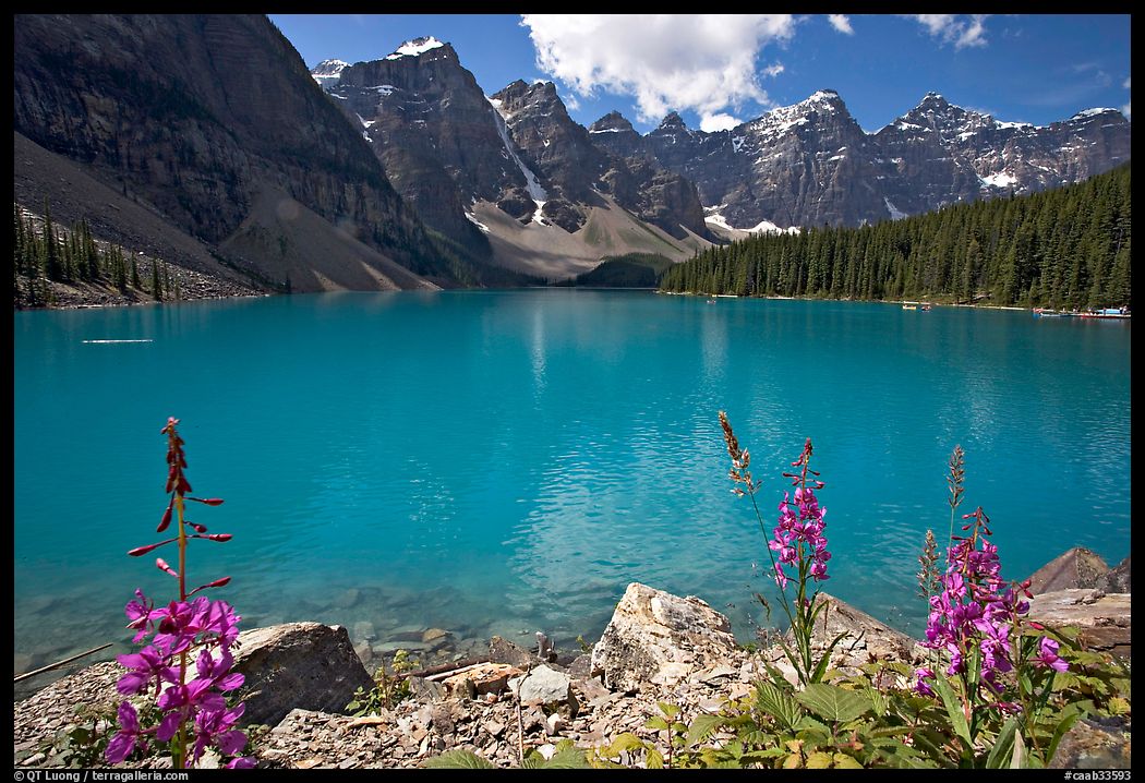 Fireweed and turquoise waters of Moraine Lake, late morning. Banff National Park, Canadian Rockies, Alberta, Canada