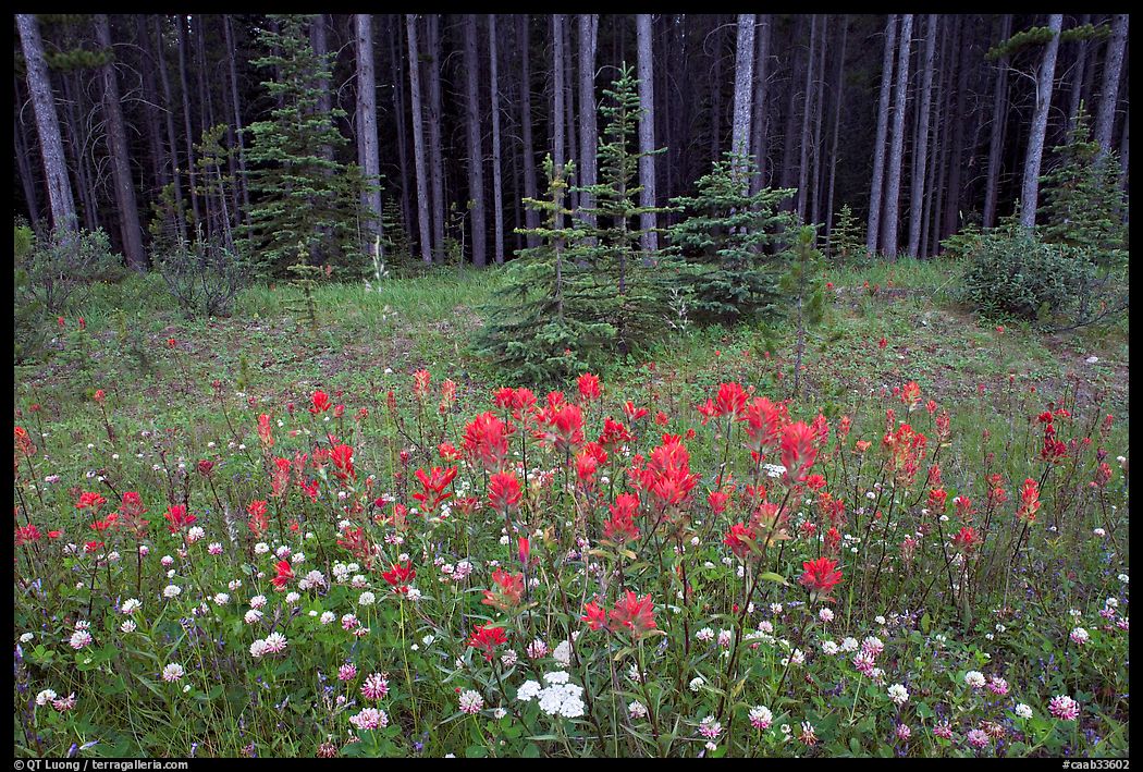 Red Painbrush and forest. Banff National Park, Canadian Rockies, Alberta, Canada