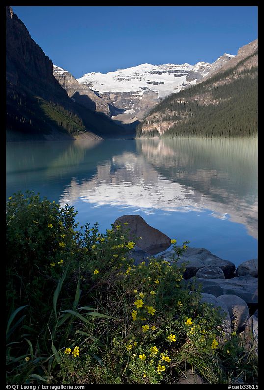 Yellow flowers, Victoria Peak, and Lake Louise, morning. Banff National Park, Canadian Rockies, Alberta, Canada