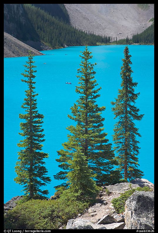 Spruce trees and turquoise blue waters of Moraine Lake , mid-morning. Banff National Park, Canadian Rockies, Alberta, Canada
