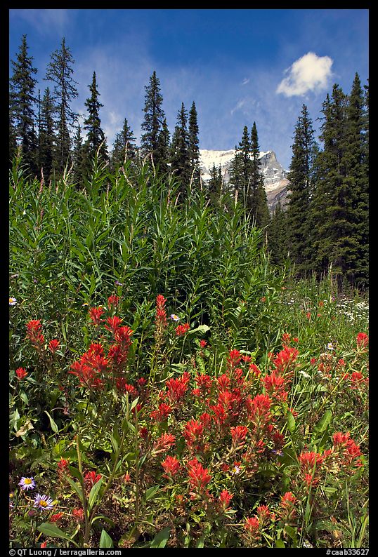 Painbrush and trees. Banff National Park, Canadian Rockies, Alberta, Canada