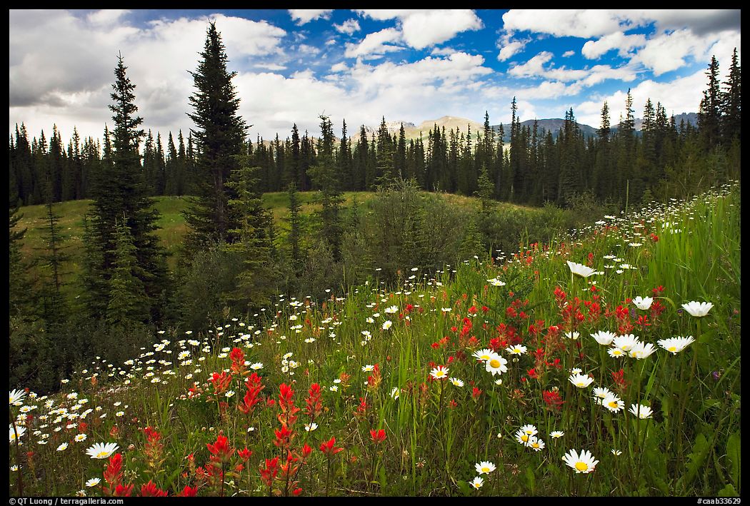Red paintbrush flowers, daisies, and mountains. Banff National Park, Canadian Rockies, Alberta, Canada