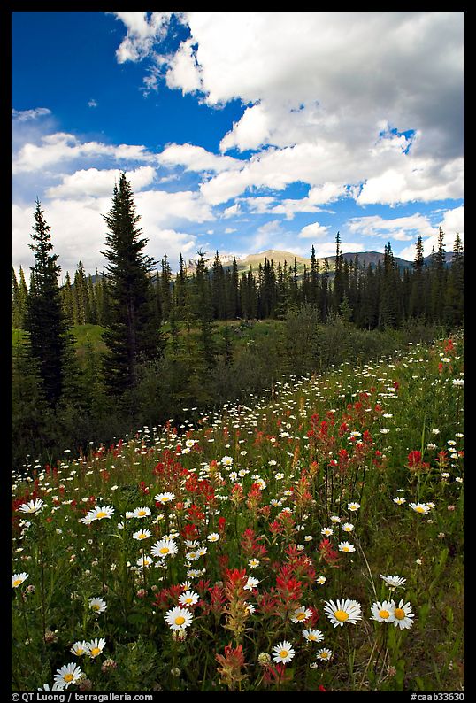 Meadow with Red paintbrush flowers and daisies. Banff National Park, Canadian Rockies, Alberta, Canada