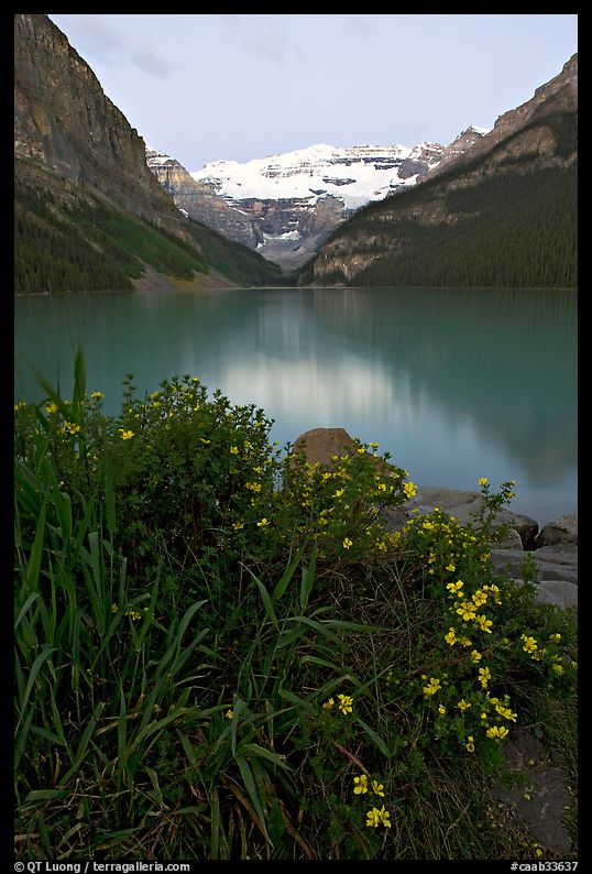 Yellow flowers, Victoria Peak, and green-blue Lake Louise, dawn. Banff National Park, Canadian Rockies, Alberta, Canada