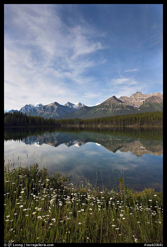 Wildflowers, Herbert Lake and  Bow range, morning. Banff National Park, Canadian Rockies, Alberta, Canada