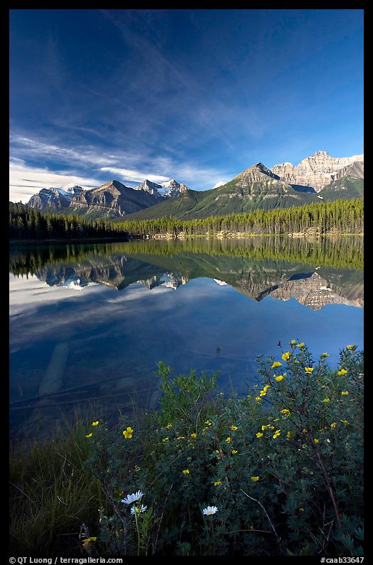 Yellow flowers and Bow range reflected in Herbert Lake, early morning. Banff National Park, Canadian Rockies, Alberta, Canada