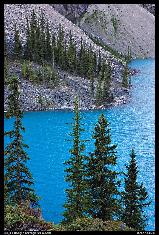 Conifers and blue waters of Moraine Lake. Banff National Park, Canadian Rockies, Alberta, Canada