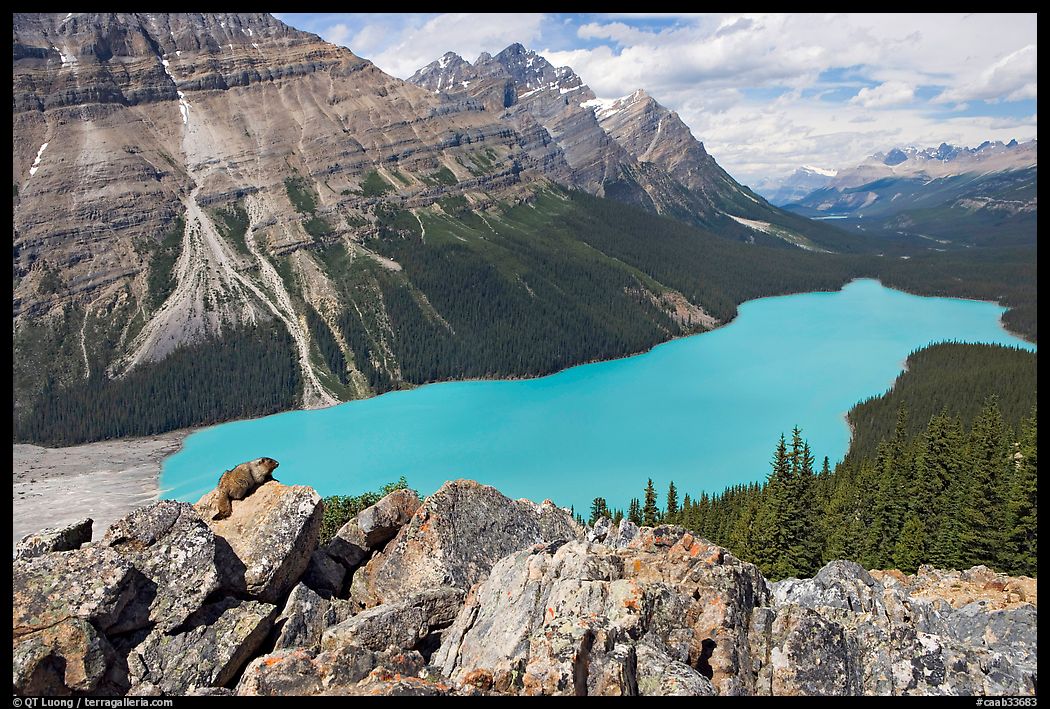 Marmot sitting on a boulder above Peyto Lake. Banff National Park, Canadian Rockies, Alberta, Canada