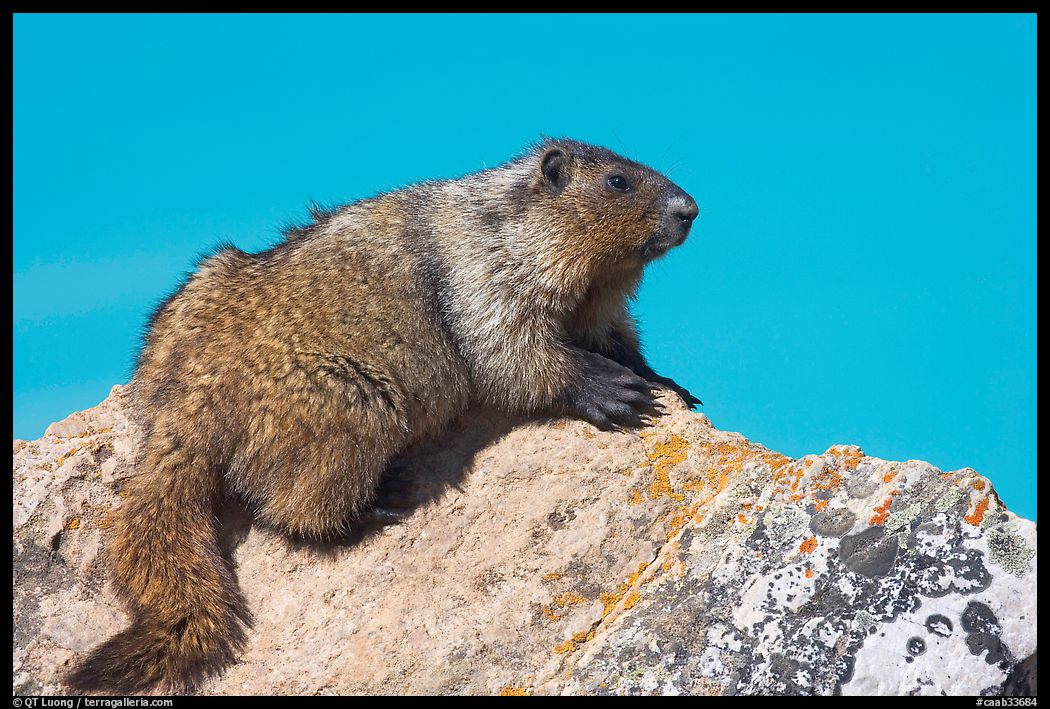 Marmot sitting on rock. Banff National Park, Canadian Rockies, Alberta, Canada