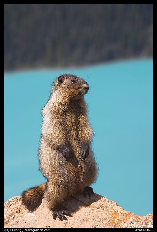 Marmot standing. Banff National Park, Canadian Rockies, Alberta, Canada