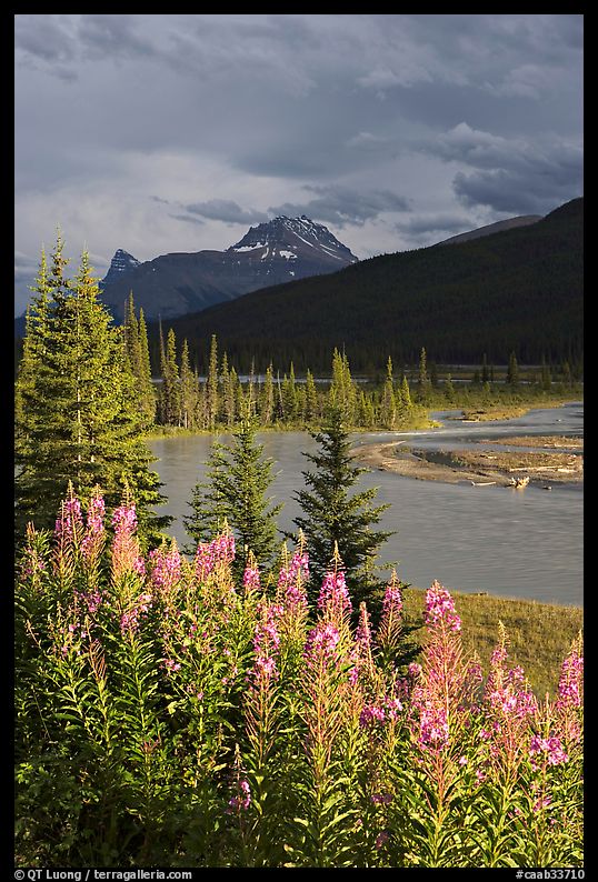 Fireweed, river, and approaching storm. Banff National Park, Canadian Rockies, Alberta, Canada
