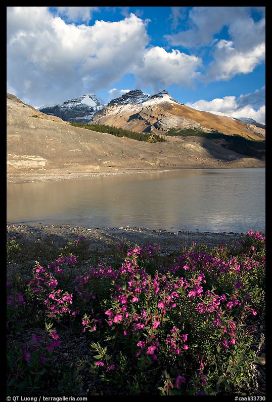 Wildflowers and  glacial pond at the base of the Athabasca Glacier. Jasper National Park, Canadian Rockies, Alberta, Canada