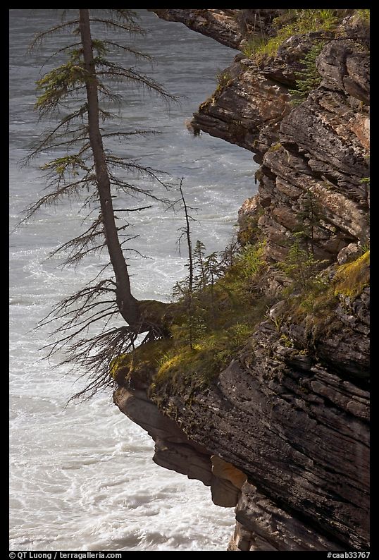 Spruce tree growing on a steep ledge,  Athabasca Falls. Jasper National Park, Canadian Rockies, Alberta, Canada