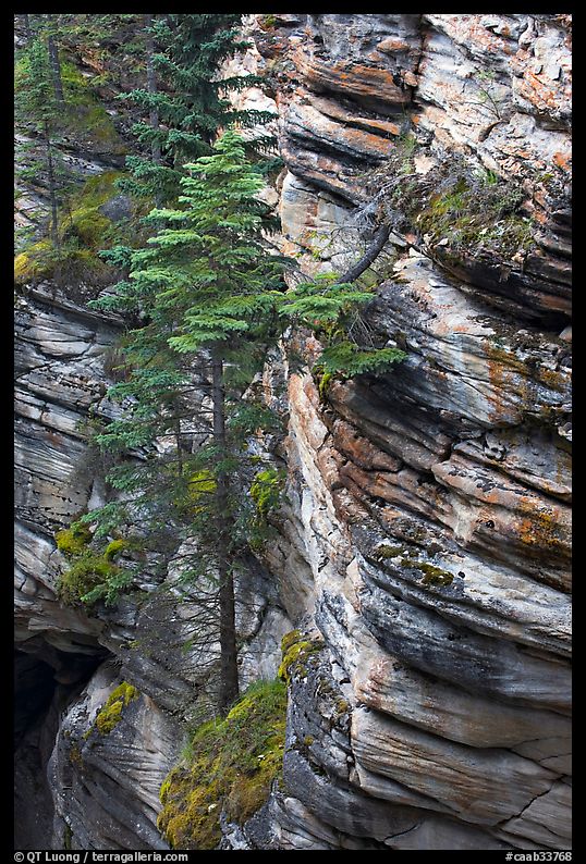 Trees and canyon walls,  Athabasca Falls. Jasper National Park, Canadian Rockies, Alberta, Canada