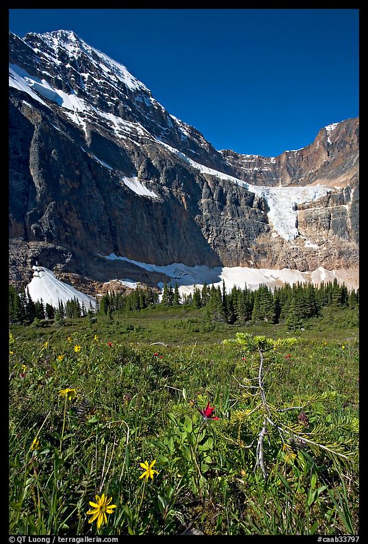 Wildflowers on Cavell Meadows, and Mt Edith Cavell. Jasper National Park, Canadian Rockies, Alberta, Canada