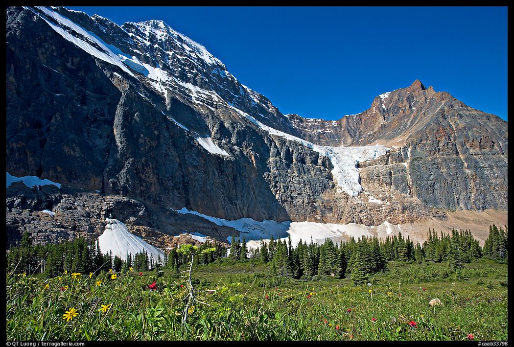 Cavell Meadows, Mt Edith Cavell, and Angel Glacier, morning. Jasper National Park, Canadian Rockies, Alberta, Canada