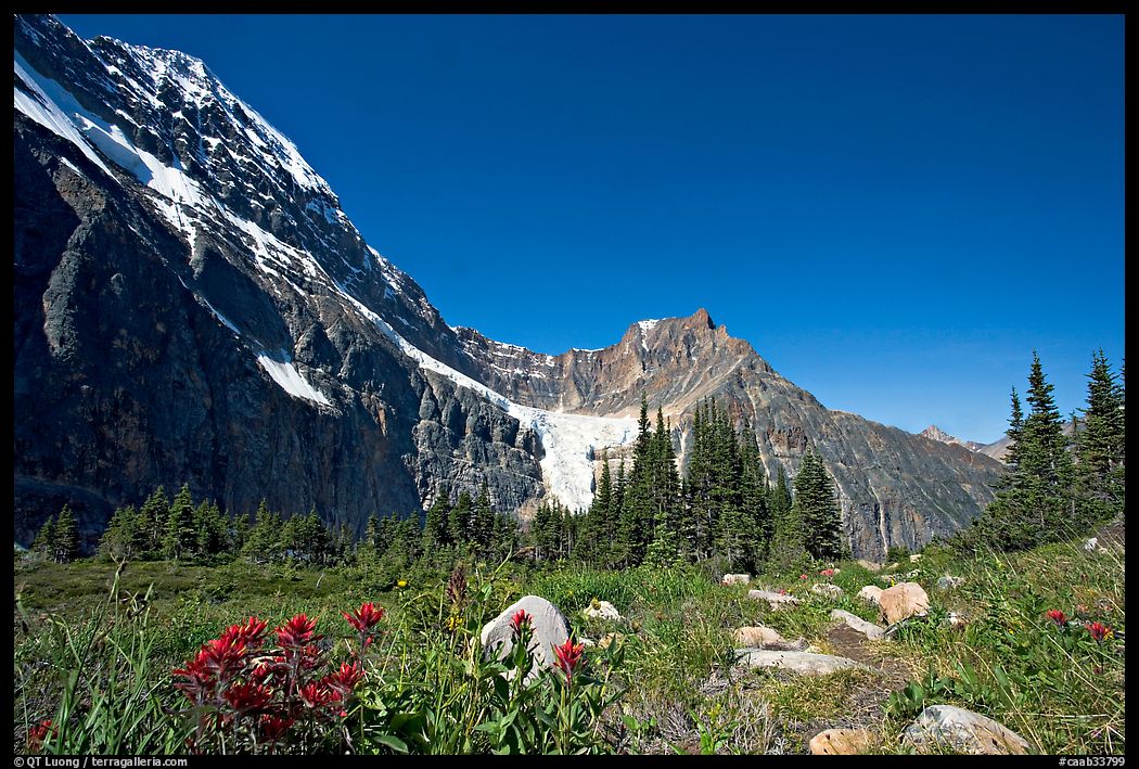 Alpine meadow at the base of Mt Edith Cavell. Jasper National Park, Canadian Rockies, Alberta, Canada