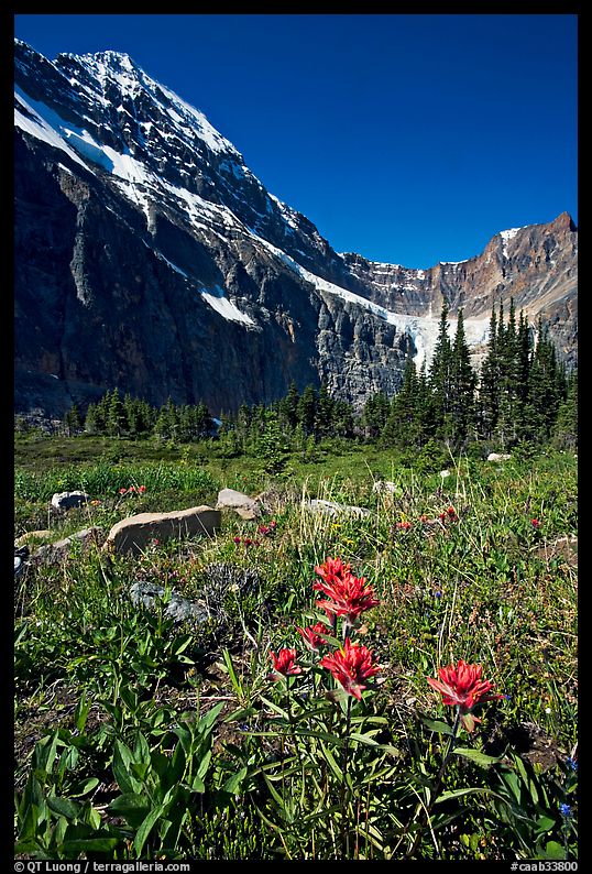 Alpine meadow and Paintbrush below Mt Edith Cavell. Jasper National Park, Canadian Rockies, Alberta, Canada