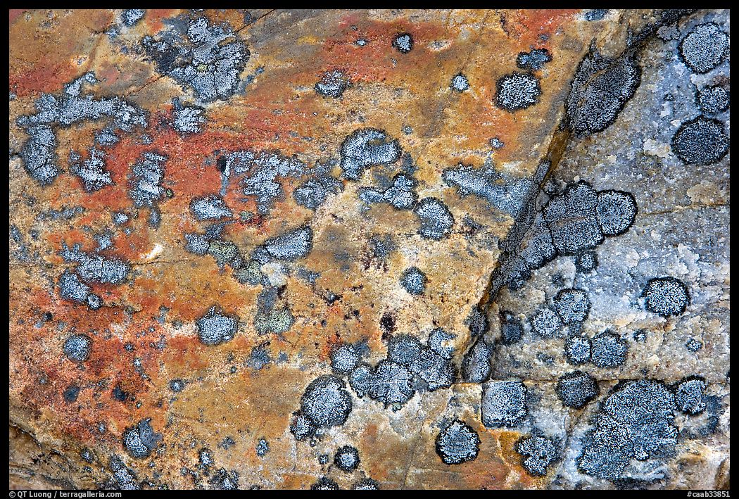 Close-up of rock with lichen. Jasper National Park, Canadian Rockies, Alberta, Canada