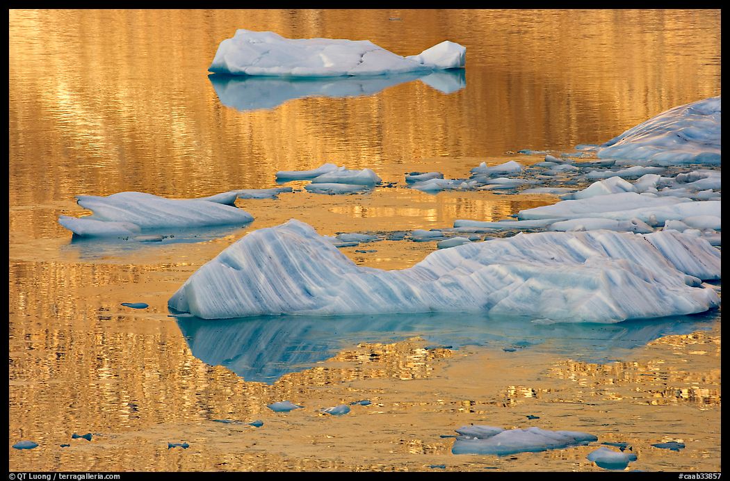 Icebergs and gold reflections, Cavel Pond. Jasper National Park, Canadian Rockies, Alberta, Canada