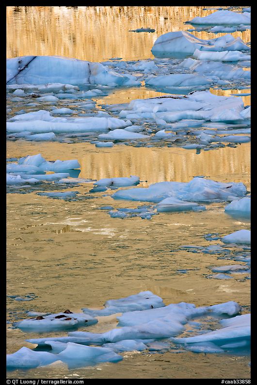 Blue Icebergs and yellow reflections of mountain face,. Jasper National Park, Canadian Rockies, Alberta, Canada