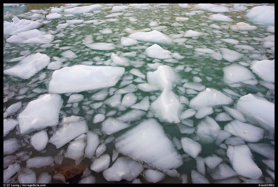 Iceberg tile, Cavell Pond. Jasper National Park, Canadian Rockies, Alberta, Canada