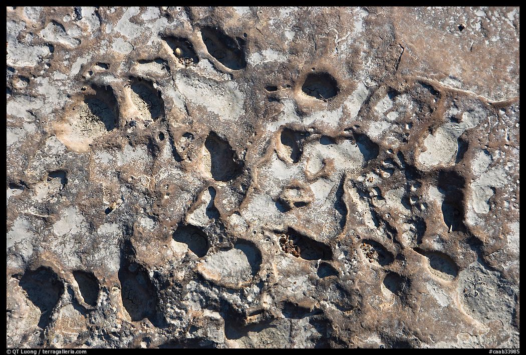 Alveoles in rock, Dinosaur Provincial Park. Alberta, Canada