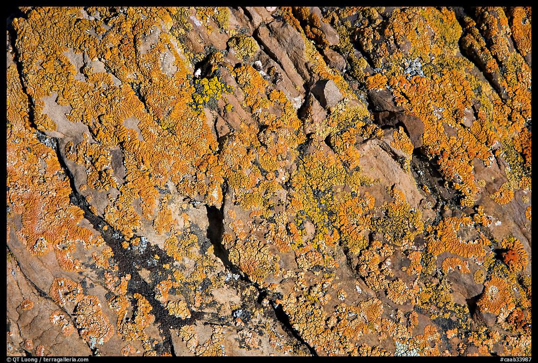 Detail of lichen on rock, Dinosaur Provincial Park. Alberta, Canada