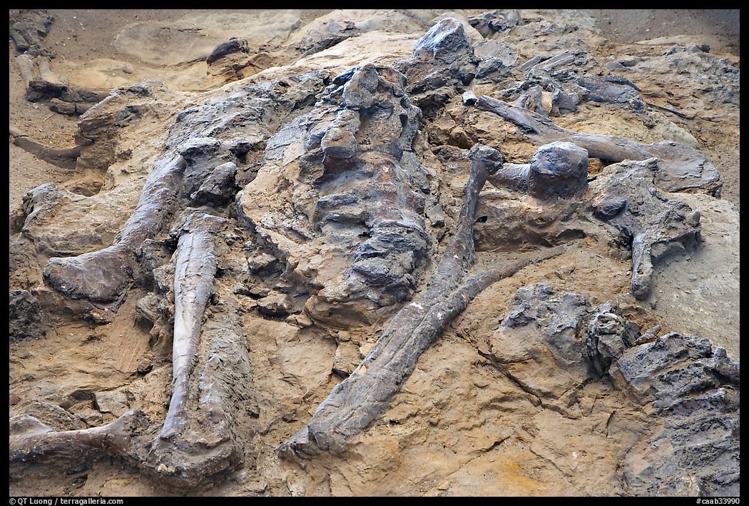 Dinosaur fossils, Dinosaur Provincial Park. Alberta, Canada