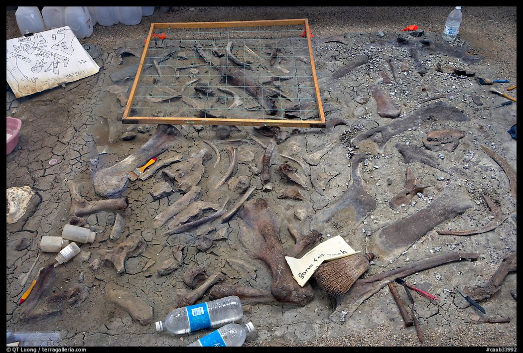 Dinosaur fossil excavation site, Dinosaur Provincial Park. Alberta, Canada