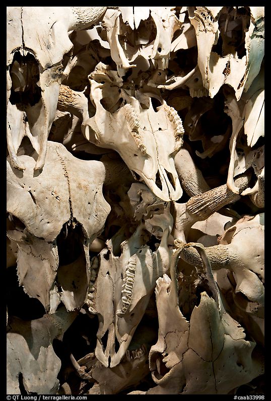 Stack of buffalo skulls, Head-Smashed-In Buffalo Jump. Alberta, Canada