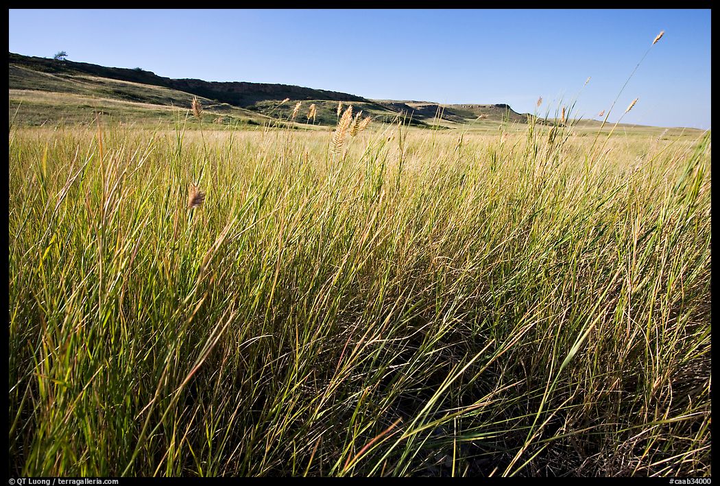 Tall prairie grasses with cliff in the distance,  Head-Smashed-In Buffalo Jump. Alberta, Canada