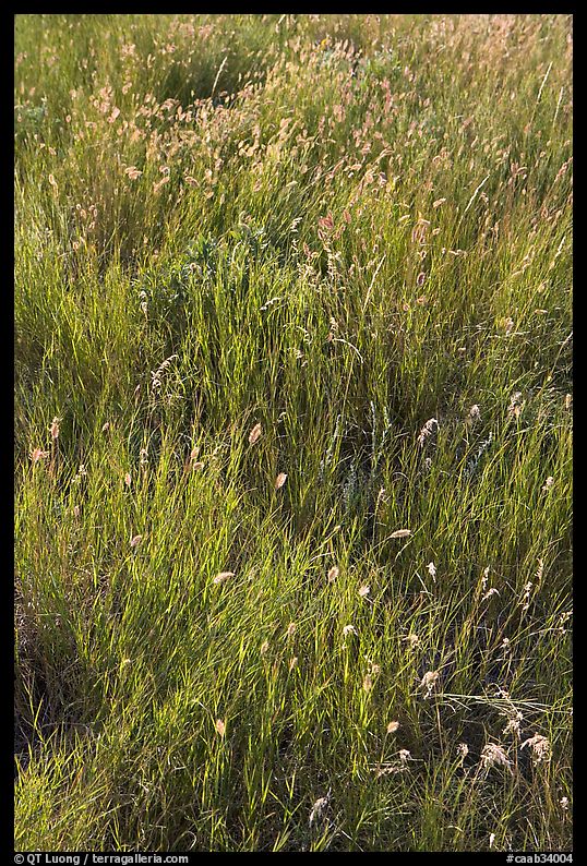 Prairie Grass. Alberta, Canada