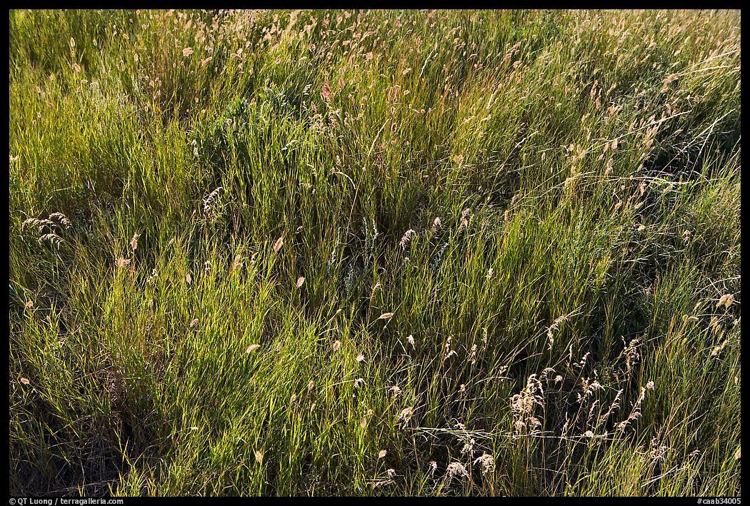 Prairie Grasses. Alberta, Canada