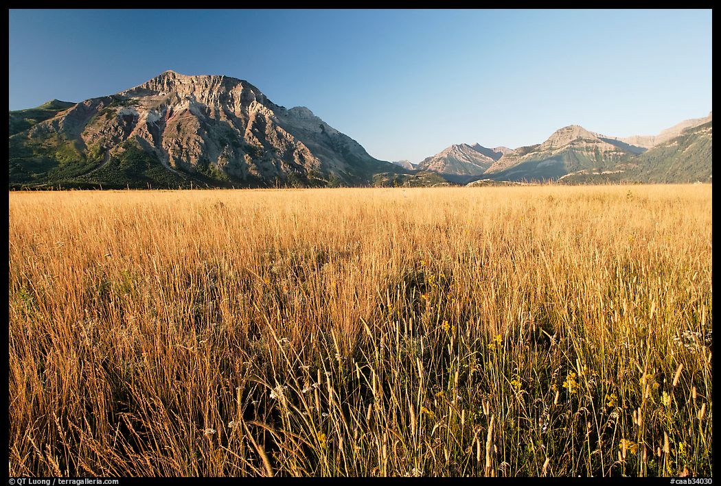 Tall grass prairie and mountains. Waterton Lakes National Park, Alberta, Canada