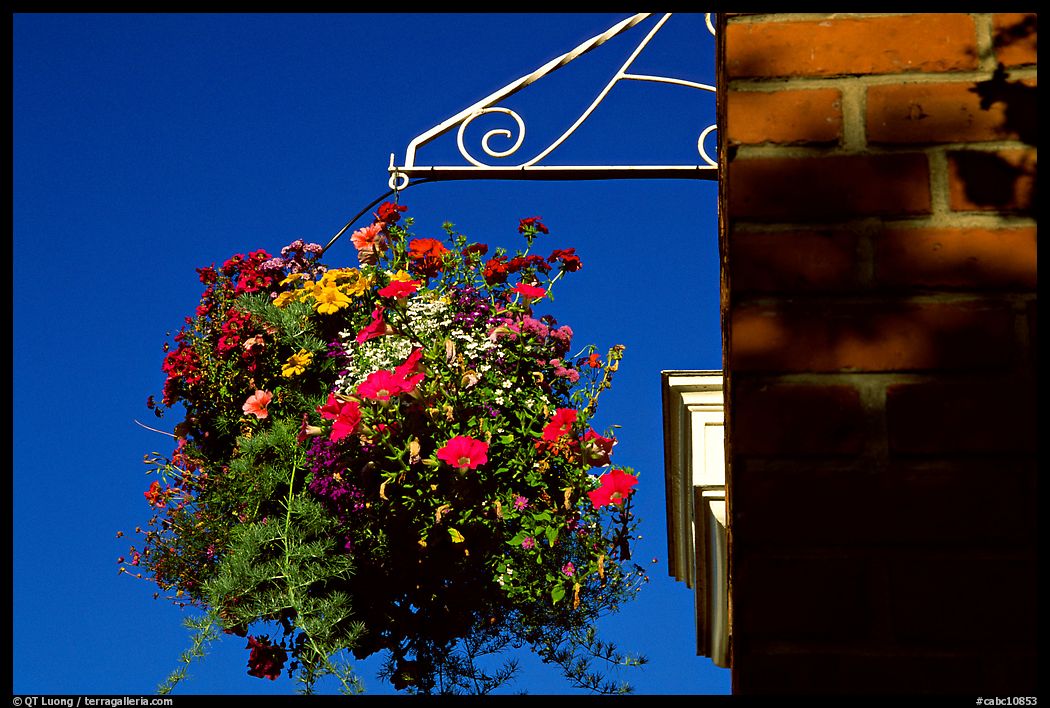 Hanging basket of flowers. Victoria, British Columbia, Canada