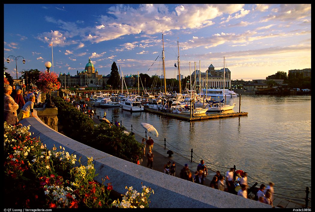 Flowers and Inner Harbour at sunset. Victoria, British Columbia, Canada