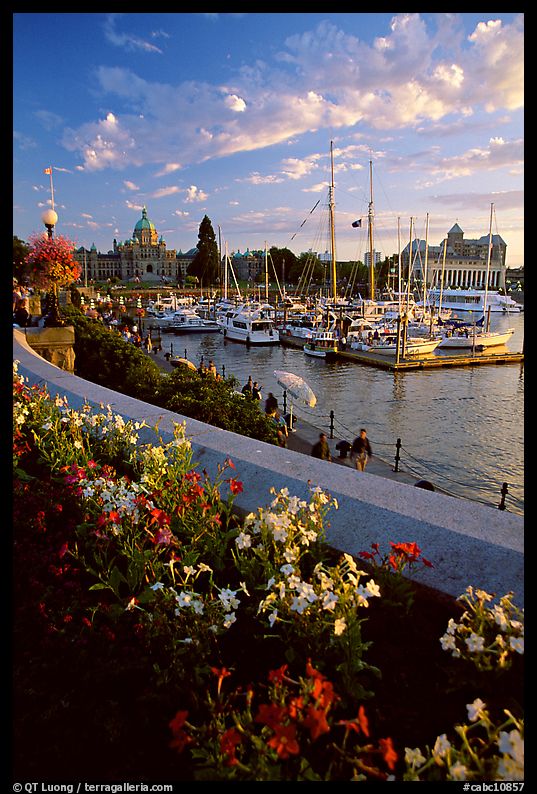 Flowers and Inner Harbour at sunset. Victoria, British Columbia, Canada