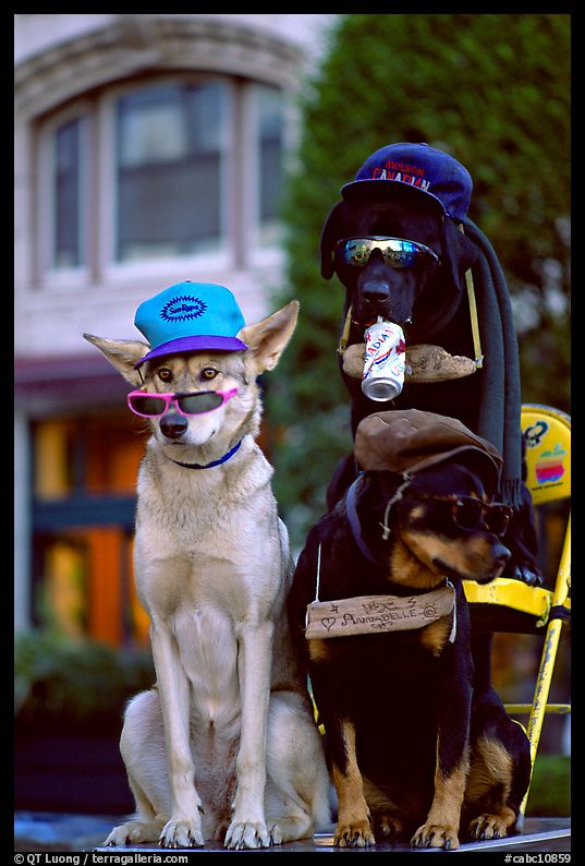Two performing dogs. Victoria, British Columbia, Canada