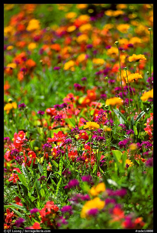 Colorful annuals with out of focus background. Butchart Gardens, Victoria, British Columbia, Canada
