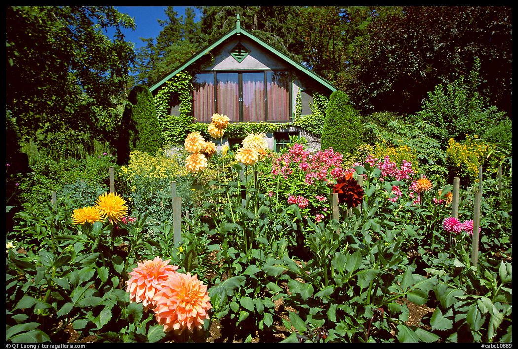 Dalhias and cabin. Butchart Gardens, Victoria, British Columbia, Canada